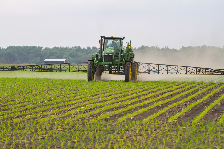 Tractor in a corn field spraying