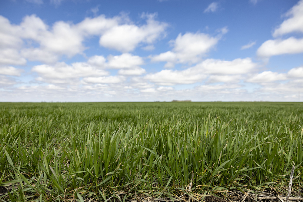 Wheat just popping up through the ground