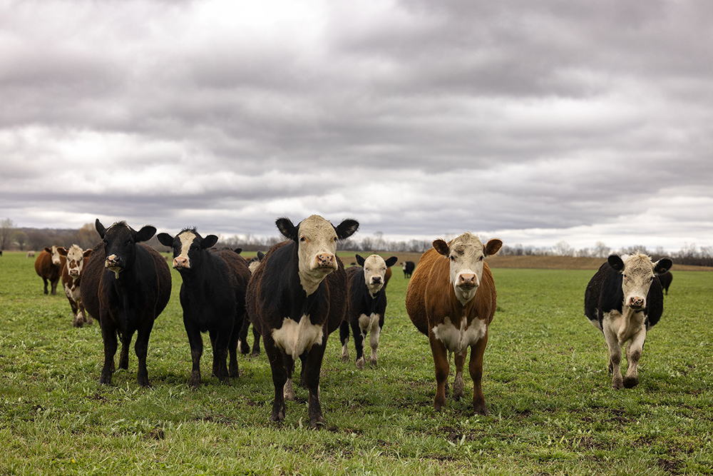 Cattle in a field