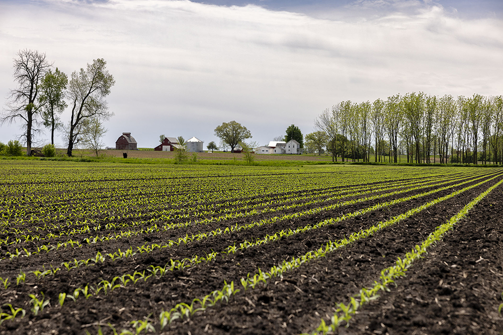 A field of corn in Illinois with a barn and farmhouse in the background