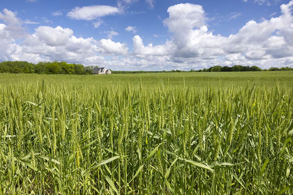 Wheat on an Illinois farm