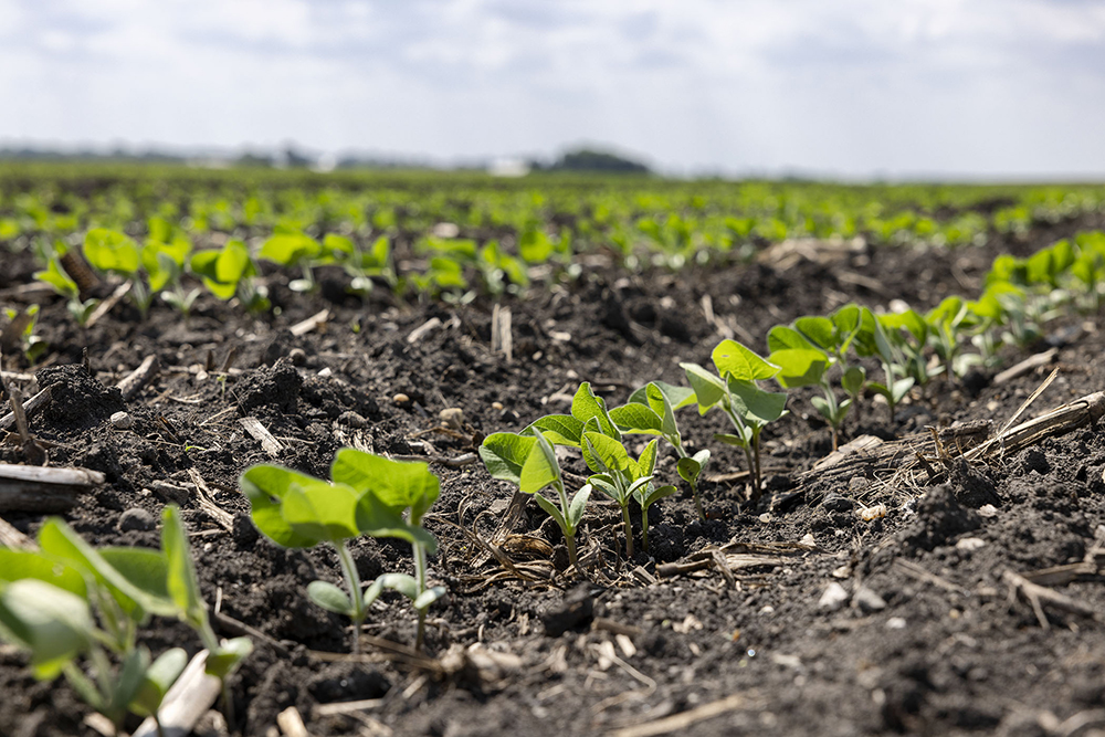 Soybean plants coming out of the ground