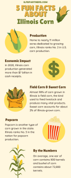 Illinois Corn Facts Infographic