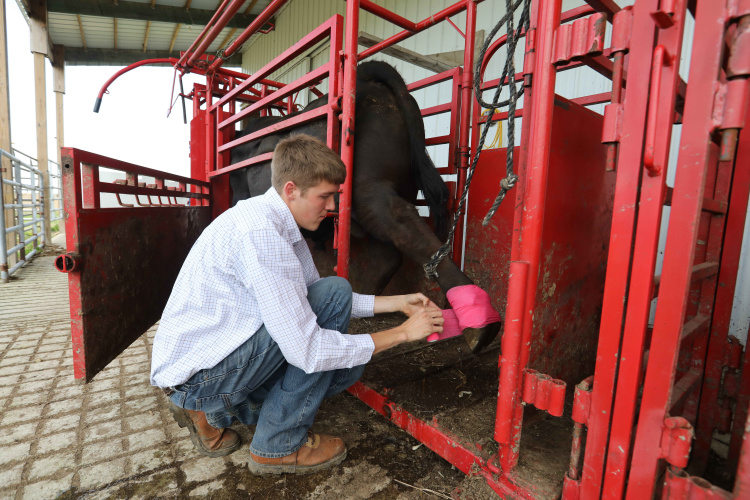 Joseph Ring tends to a wound on the hind leg of a bull