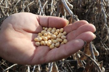 Dan Deering holds some of his soybeans 