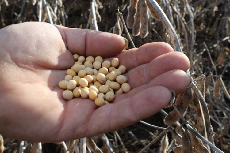 Up-close of someone holding seeds