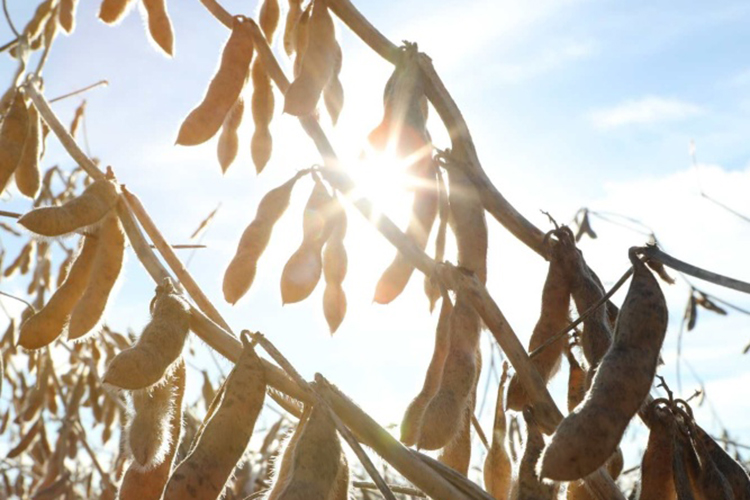 Soybeans in the field 