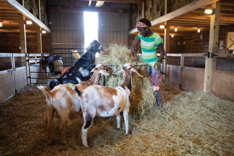 Collecting eggs at Hephzibah Farms