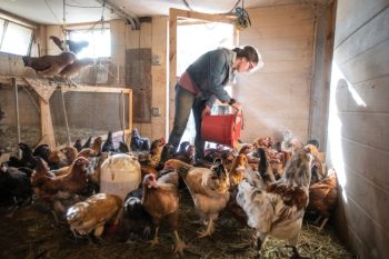 Woman feeding chickens
