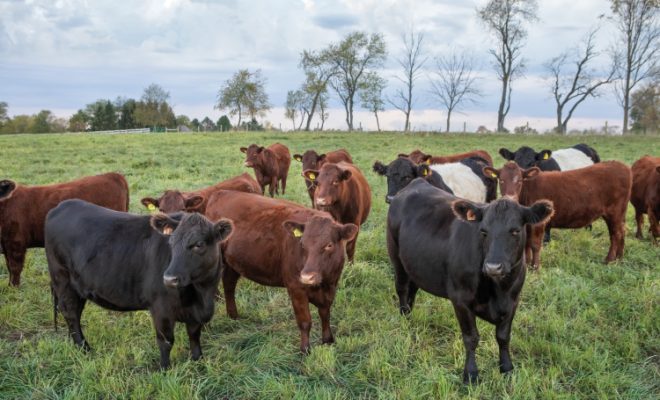 Herd Health, Hormones and Antibiotics, Oh My: Sorting out the Facts from the Myths