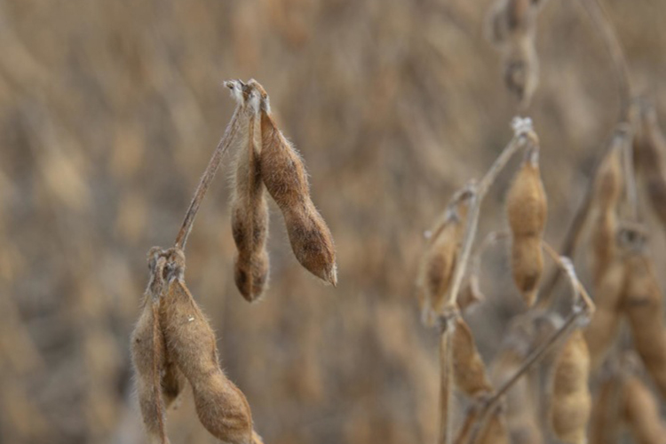 Soybeans