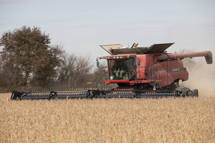 Harvesting soybeans