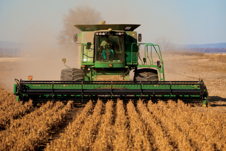 Harvesting soybeans