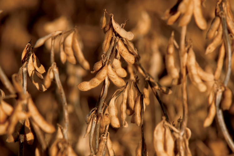 Soybeans