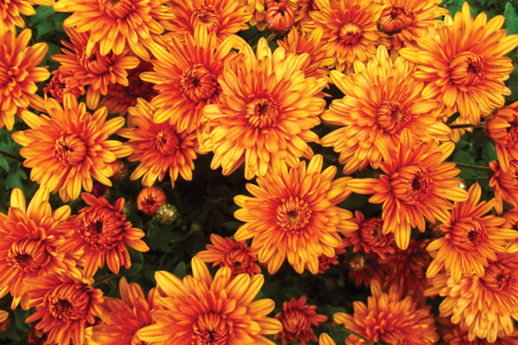 Orange chrysanthemum