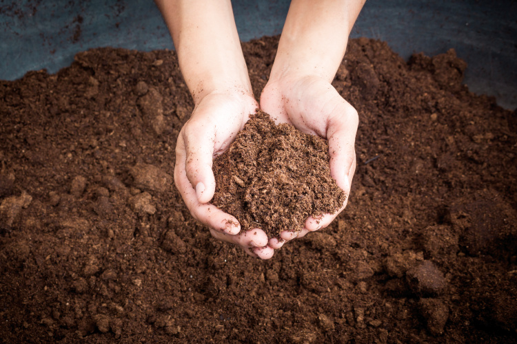 Hands holding soil