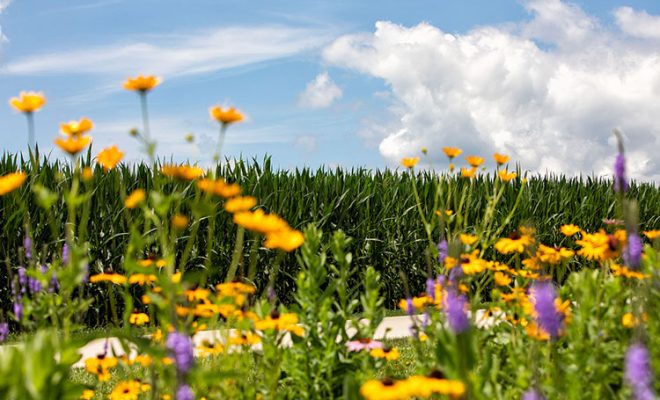 Farmers Natural Partners in Pollinator Effort