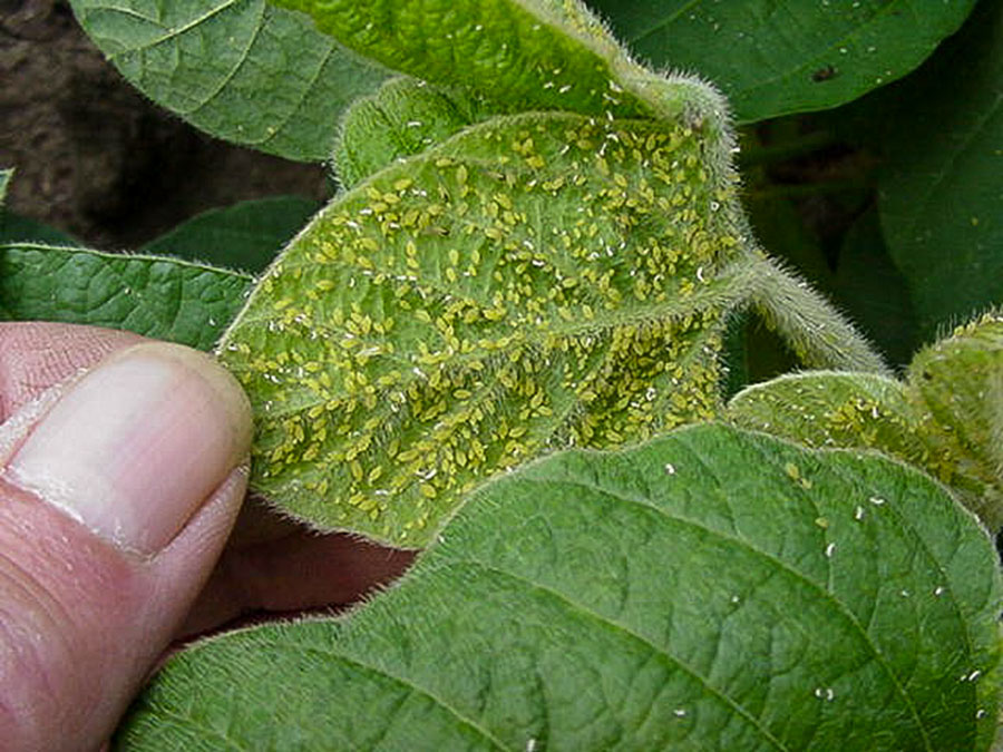 aphids on soybean