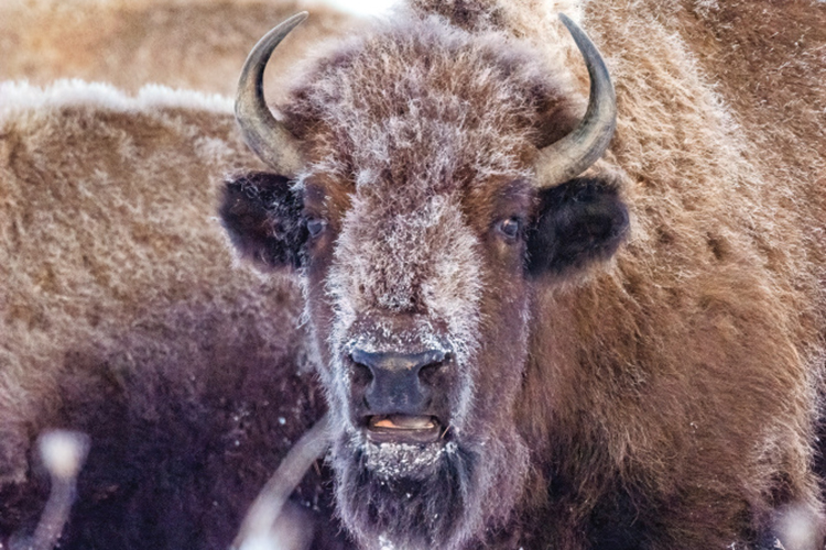 A bison covered in snow at Nachusa Grasslands