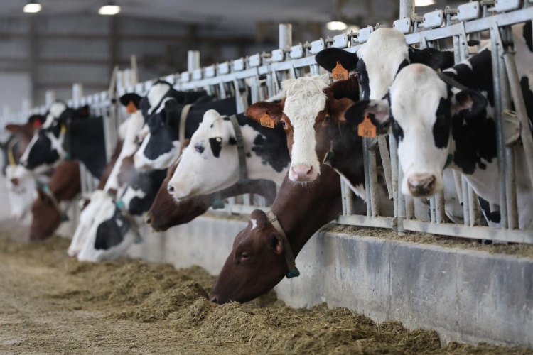 Cows feed at Lenkaitis Holsteins