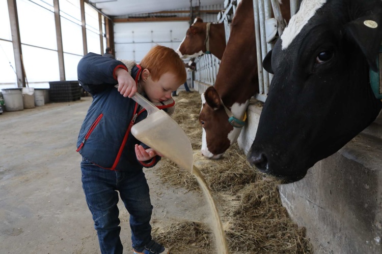 Lucas Lenkaitis feeds cows at Lenkaitis Holsteins