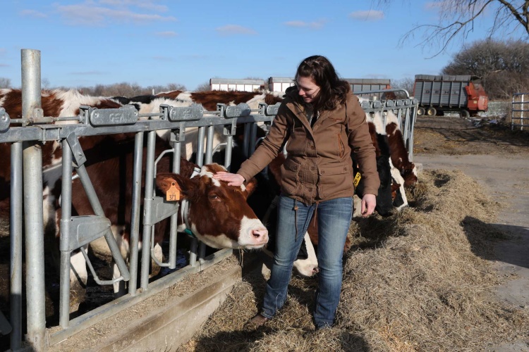 Sarah Lenkaitis pets a cow after placing an activity monitor