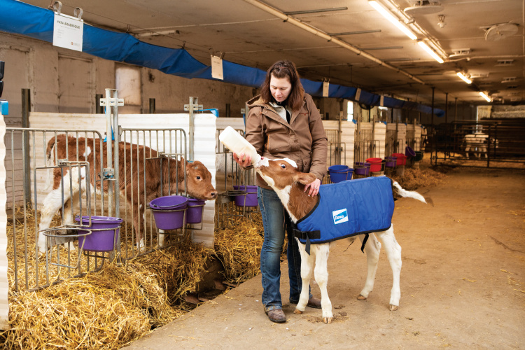 Sarah Lenkaitis bottle feeds a three-day-old calf at Lenkaitis Holsteins