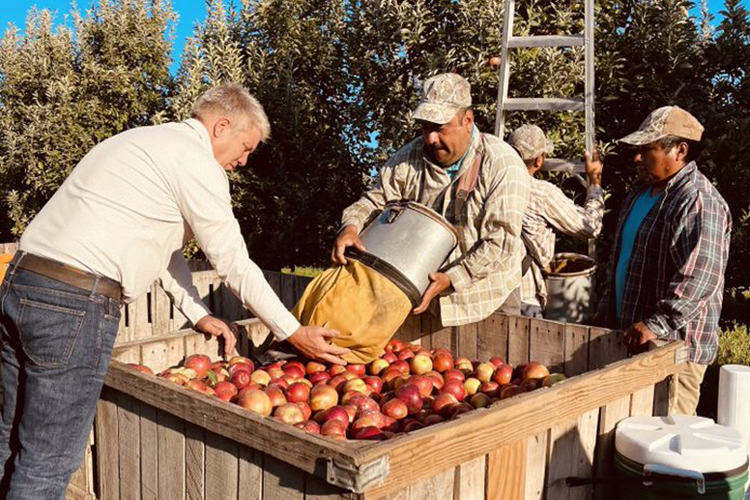 Workers harvesting apples at Rendleman Orchards