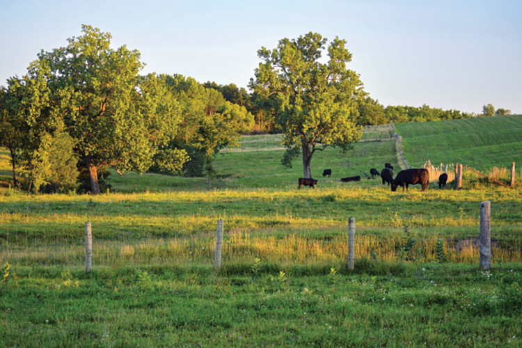 Cows grazing at Joanie Stiers' family farm