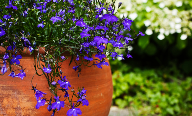Expert Tips and Insights for Successful Container Gardening