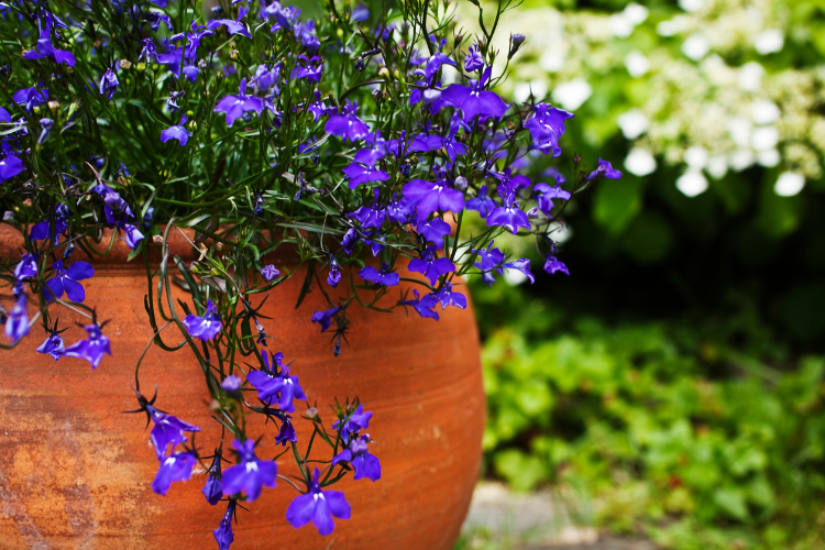 Purple flowers in a terracotta pot