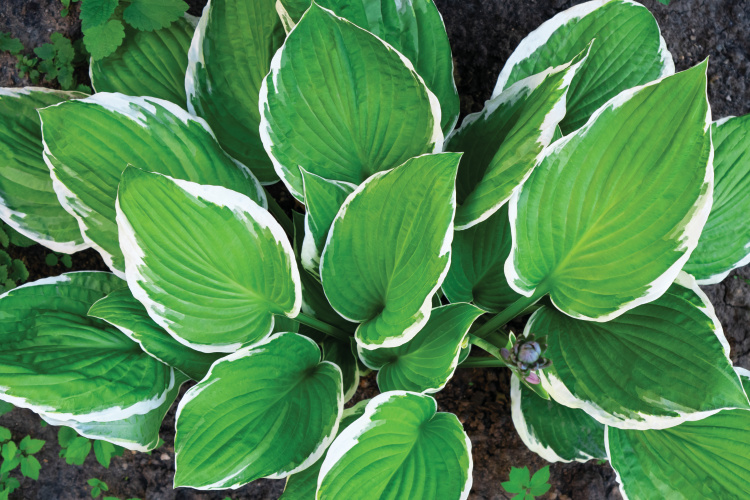 Hosta leaves