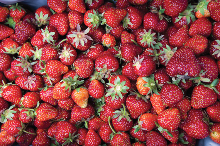 Freshly picked strawberries from Jefferies Orchard