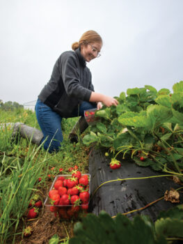 Madison Bennett picking strawberries at McLaughlin Strawberry Farm