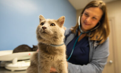 Dr. Ericka Yeley examines a cat at her vet office