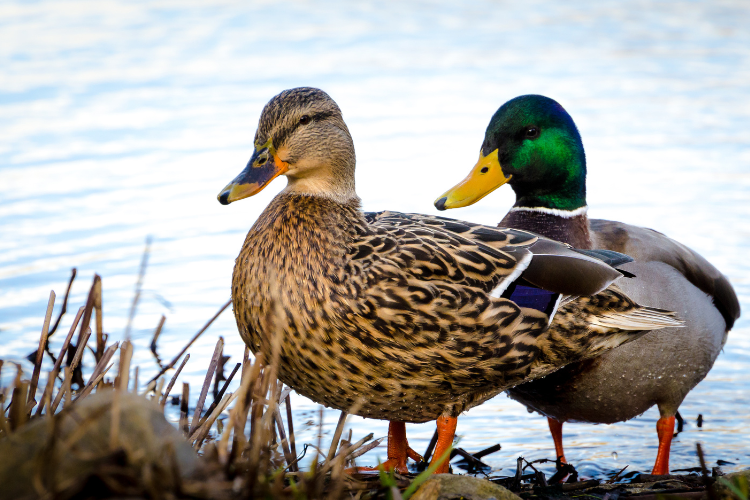 Male and female duck
