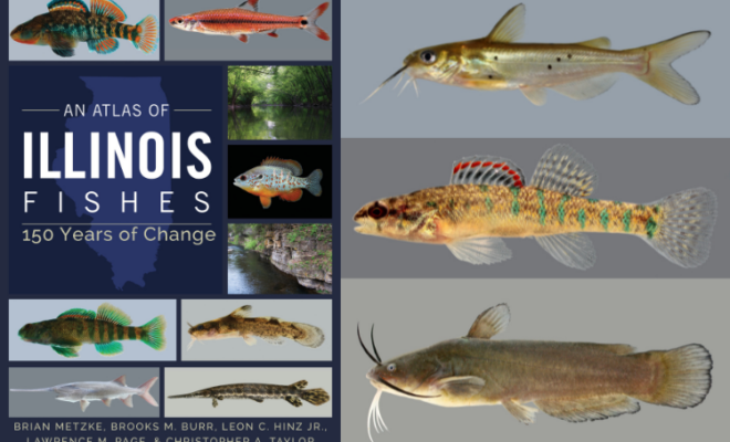 Collage of An Atlas of Illinois Fishes book cover and some of the fish featured in the book