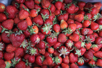 strawberry picking in Illinois