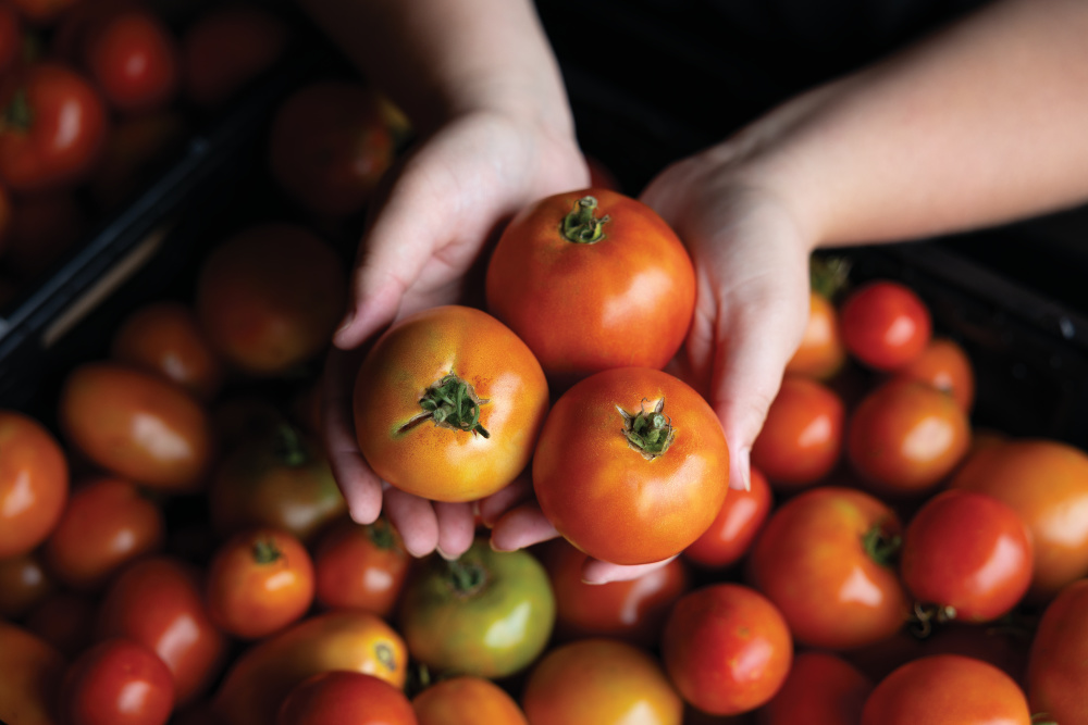 Up-close of Ali Gibbs holding tomatoes that will be donated to the Farm to Food Bank program