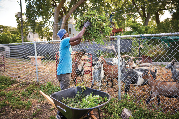 Green Era Campus worker feeding the goats