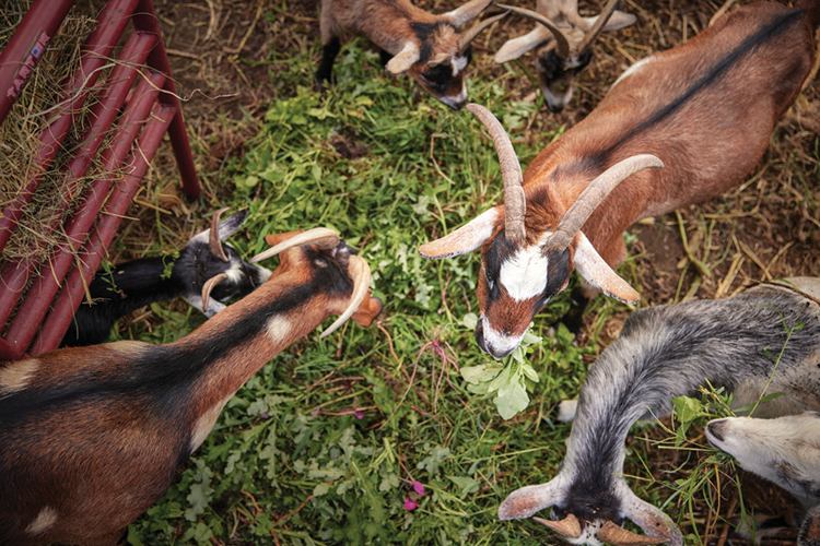 Goats at the Green Era Campus, used for some of the educational opportunities