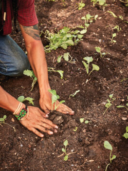 Up-close of someone planting flowers in the Green Era Campus in the greenhouse, part of the educational opportunities offered