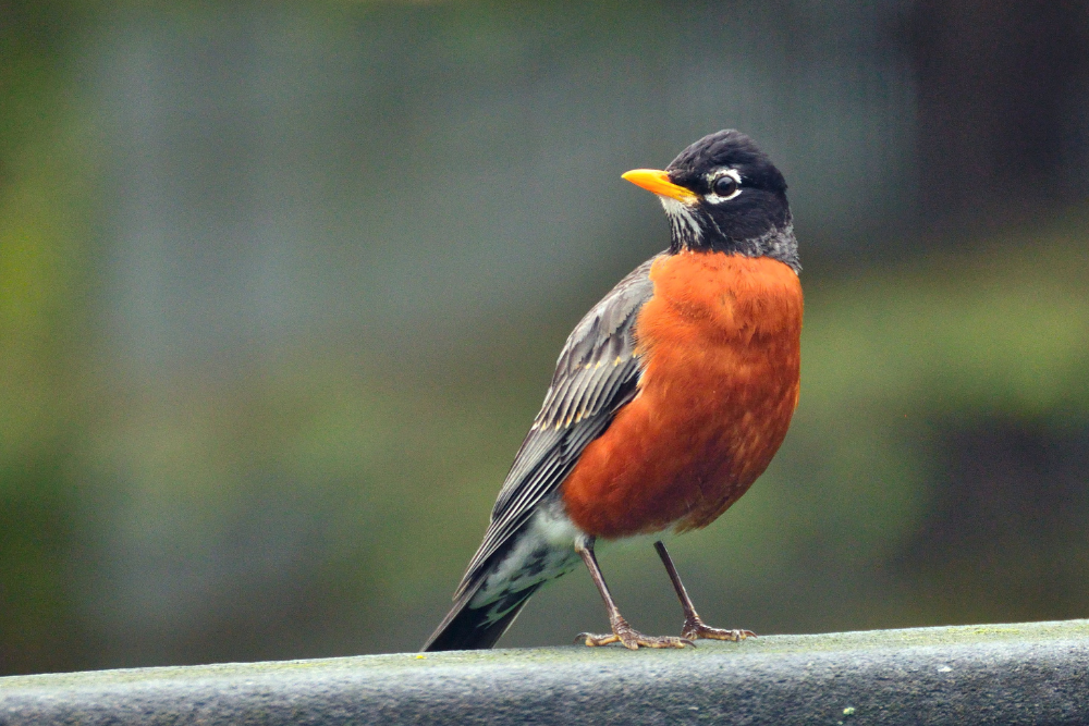 Robin standing on a branch