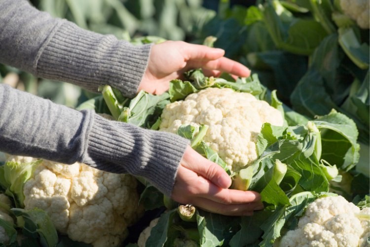 Someone harvesting cauliflower