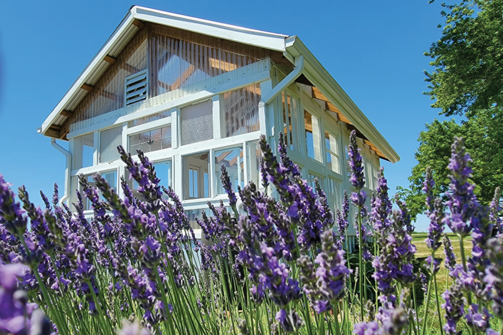 Exterior of the greenhouse at Tenderloin Farms with a lavender field surrounding it