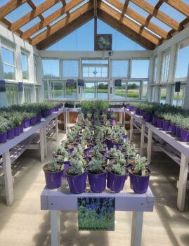 Greenhouse interior with lavender plants at Tenderloin Farms