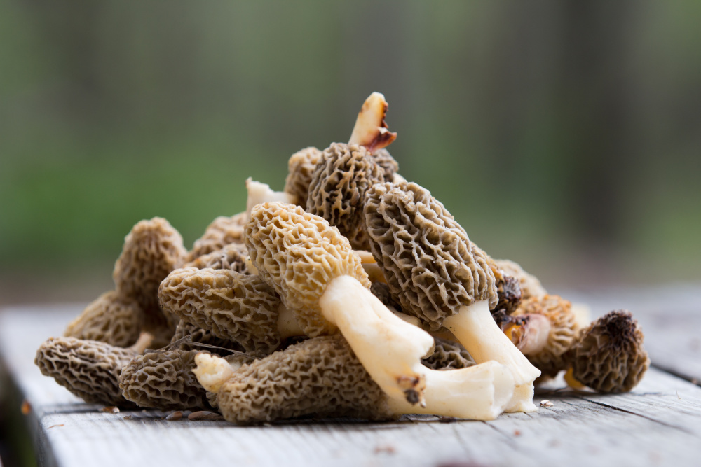 A pile of mushrooms 