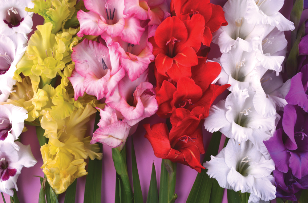 Various colors of gladiolus