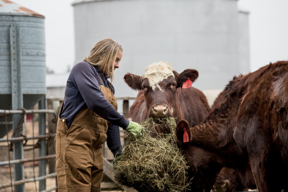 Monica Stevens of Knox County raises Shorthorns.