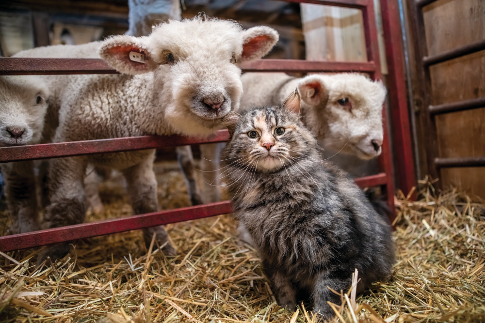 lamb and cat